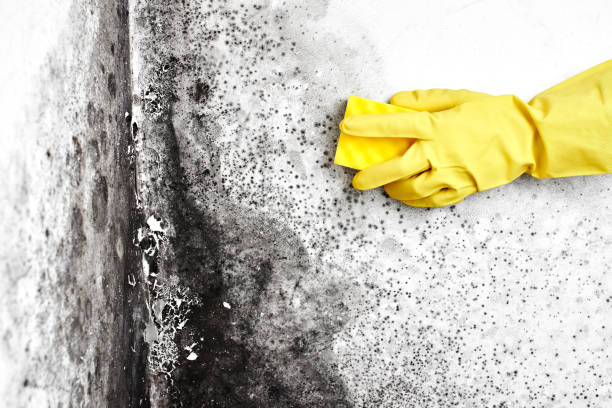 Best Same-Day Mold Removal  in Unalaska, AK