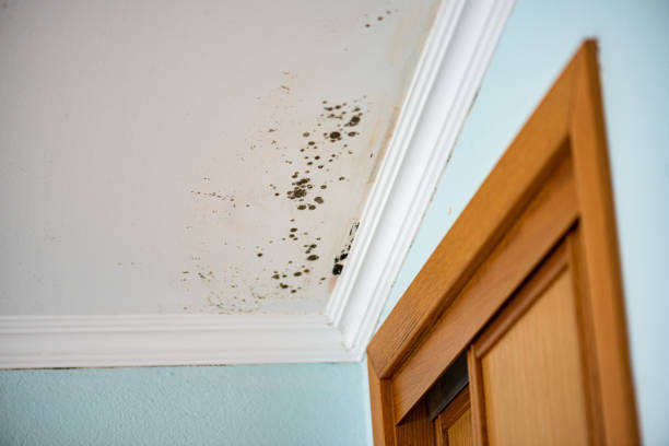 Best Certified Mold Removal  in Unalaska, AK