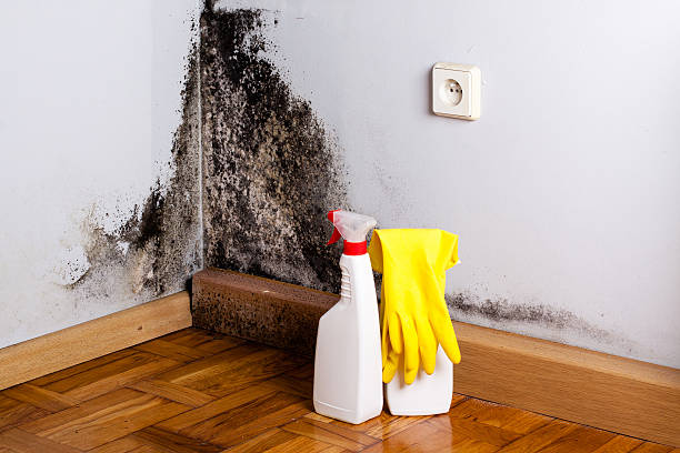 Best Residential Mold Removal  in Unalaska, AK